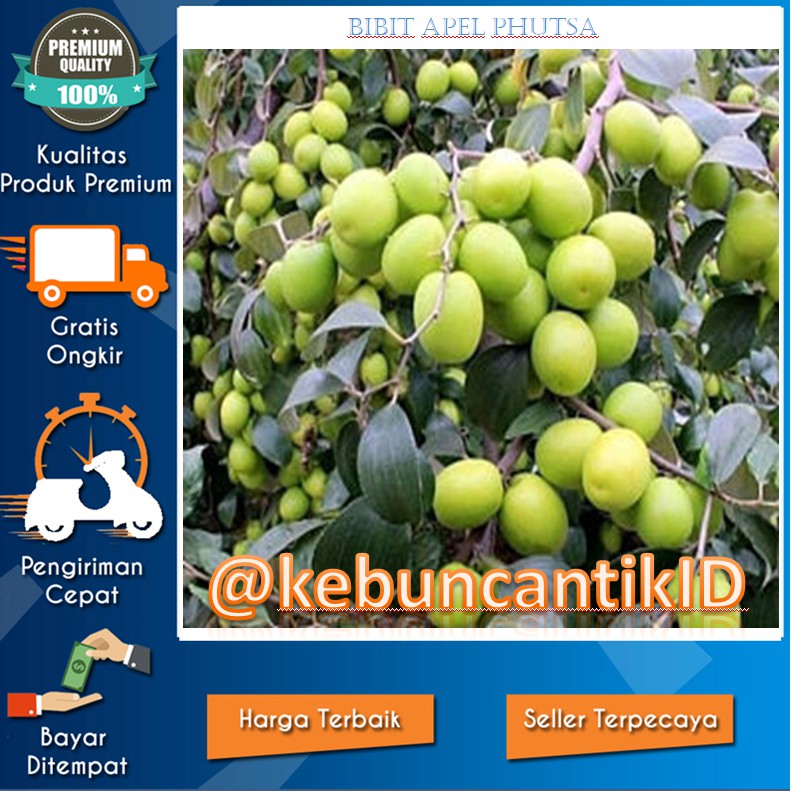 Jual BIBIT TANAMAN BUAH APEL PUTSA ATAU APEL INDIA ASLI OKULASI ...