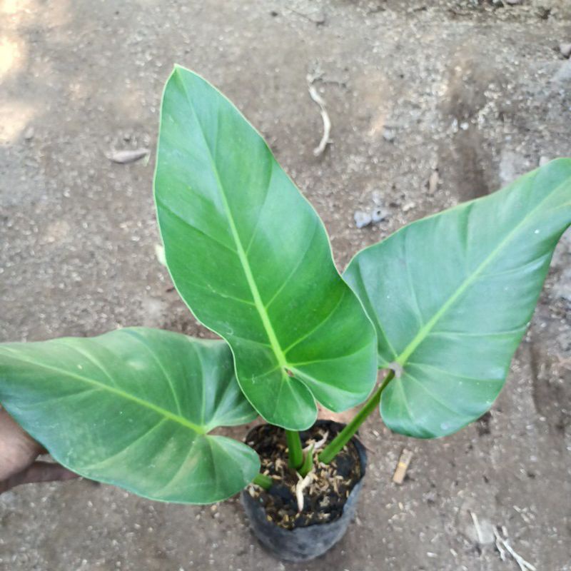 Jual Philo marbel 3 daun | Shopee Indonesia