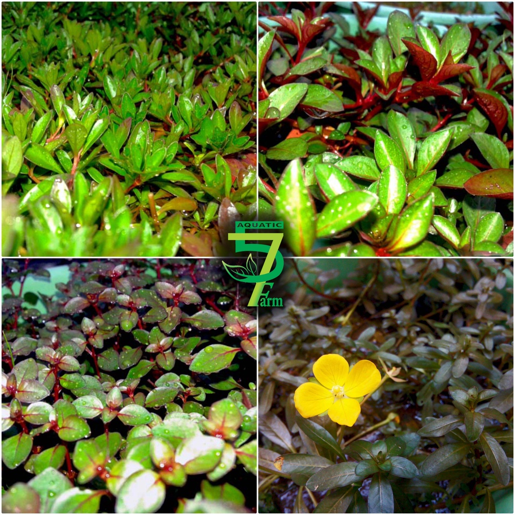 Jual Paket stem plant Mix + 100 rizom Anubias petite | Shopee Indonesia