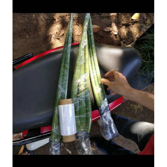 Jual Tanaman Sensivera Tombak Tanaman Sensivera Tombak Raja | Shopee ...