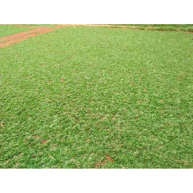 Jual rumput gajah mini per 1kg | Shopee Indonesia