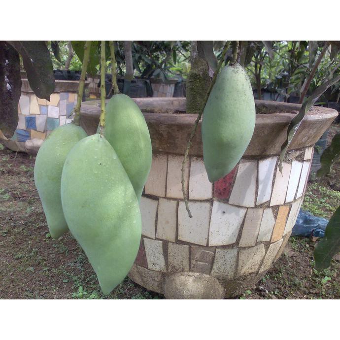 Jual Bibit Tanaman Buah Mangga Namdokmai Golden Berkualitas G3P ...