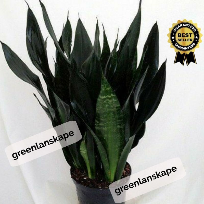 Jual Sansevieria Trifasciata Black Robusta Sansivera Shopee Indonesia