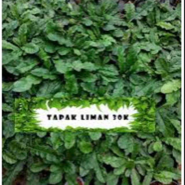 Jual Readyy Daun Tapak Liman Segar 1kg Tapakliman Organik | Shopee ...