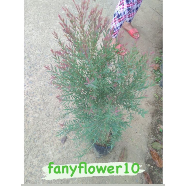 Jual Pohon Minyak kayu Putih / Banyak manfaat untuk ke sehatan | Shopee ...