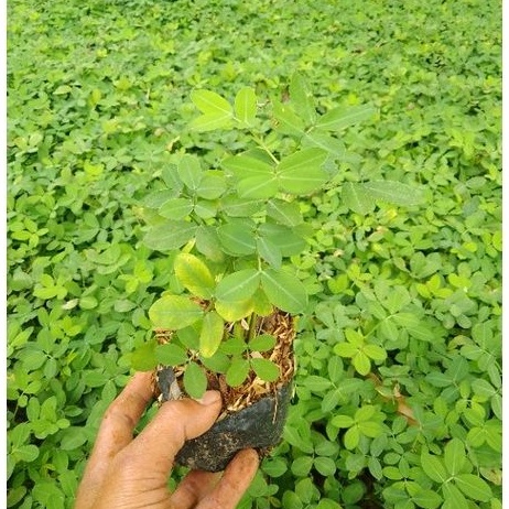 Jual Tanaman hias Landep/kacang kacangan bunga kuning | Shopee Indonesia