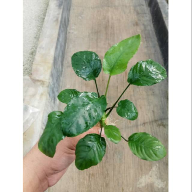 Jual Anubias Barteri Wrinkle Leaf Limited Tanaman Aquascape