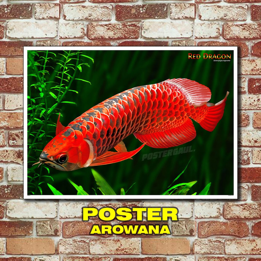 Jual Poster Jumbo ARTWORK SATWA IKAN ARWANA NAGA MERAH MSC19 50