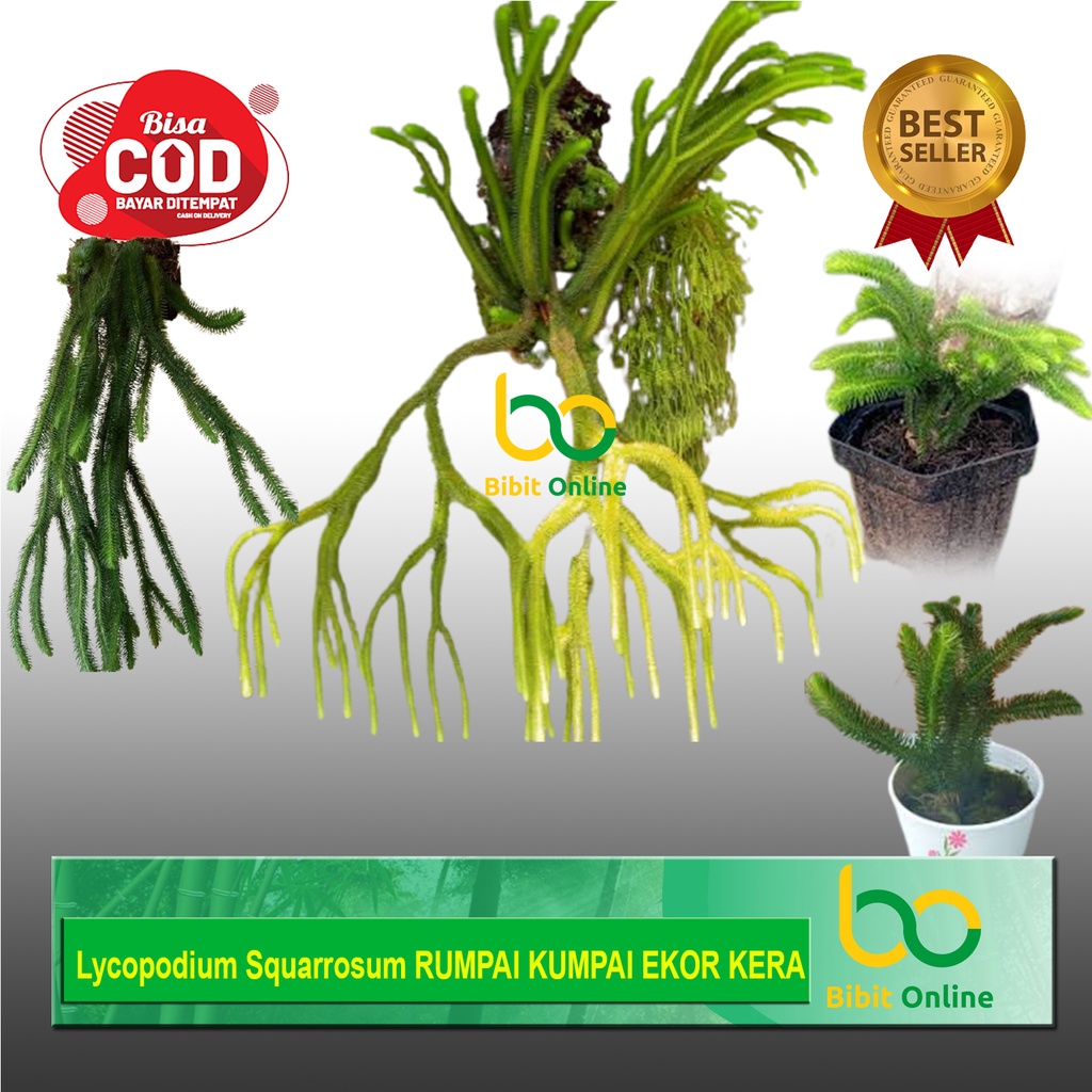 Jual Lycopodium Squarrosum RUMPAI KUMPAI EKOR KERA BIBIT ONLINE ...