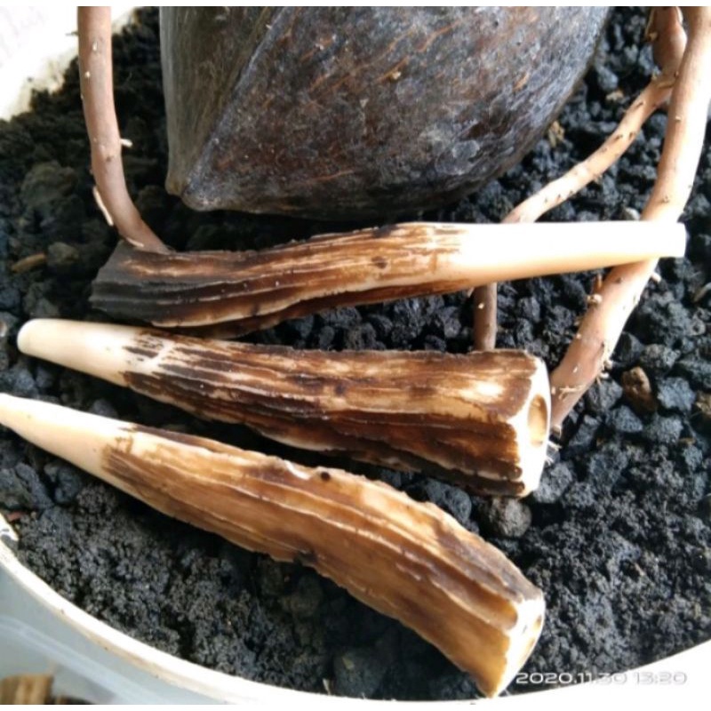 Jual Pipa Rokok Cangklong Tanduk Kidang Polos | Shopee Indonesia