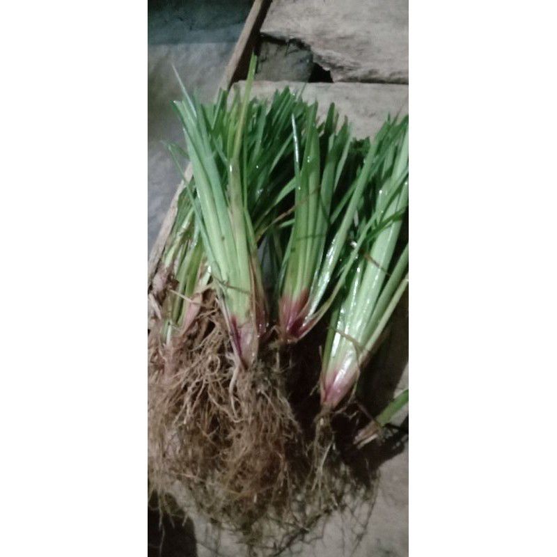 Jual bibit rumput vetiver tanaman penahan erosi buat pakan ternak hewan ...