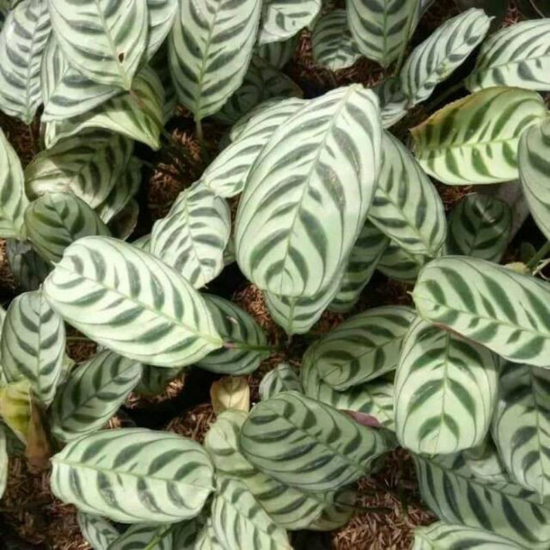 Jual Calathea burle marx/Calathea sepat/calathea spat/maranta merak ...