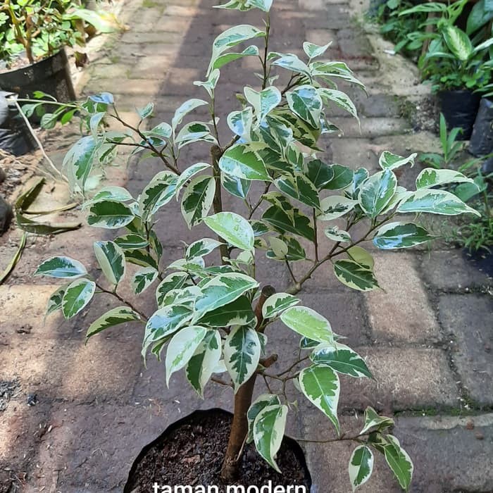Jual POHON BERINGIN VARIEGATA-tanaman beringin variegata ficus