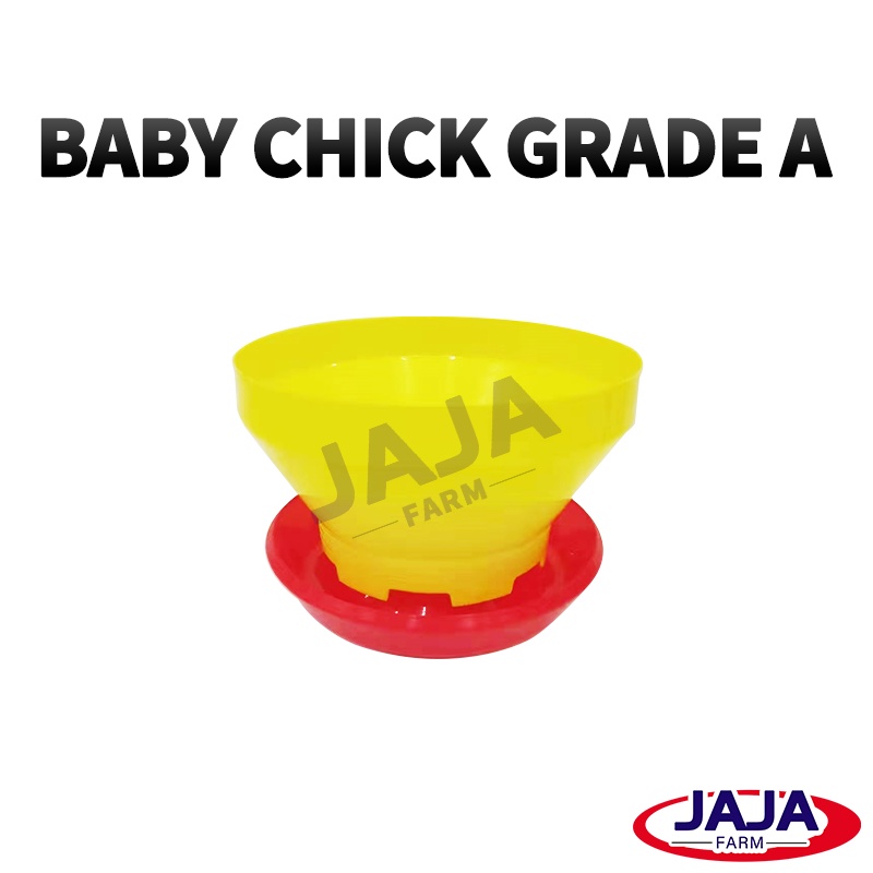 Jual Baby Chick Feeder BCF - Tempat Makan Ayam Pedaging Kecil Broiler ...