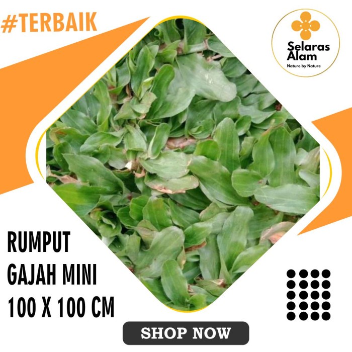 Jual Rumput Gajah Mini 1 Meter X 1 Meter Shopee Indonesia