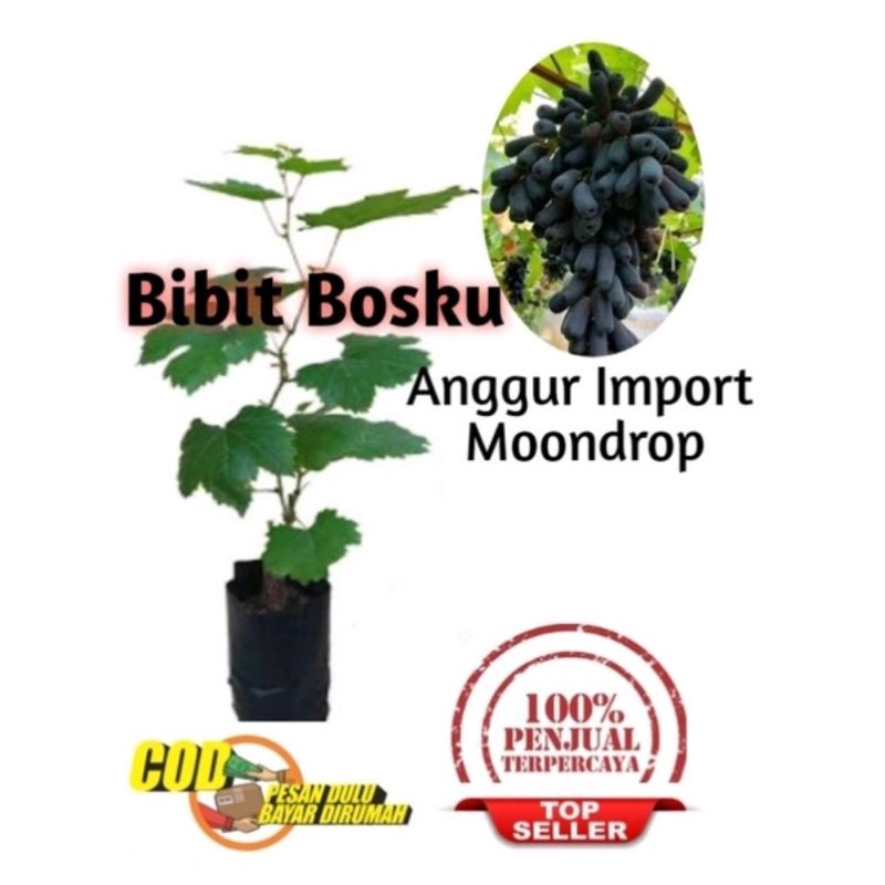 Jual Bibit Anggur Import Moondrop Asli Shopee Indonesia