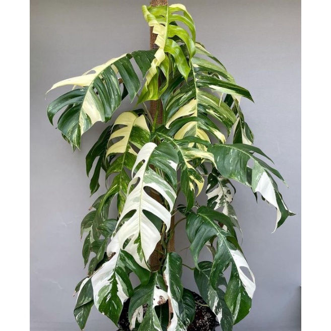Epipremnum Pinnatum Variegata – Jardinier Indonesia