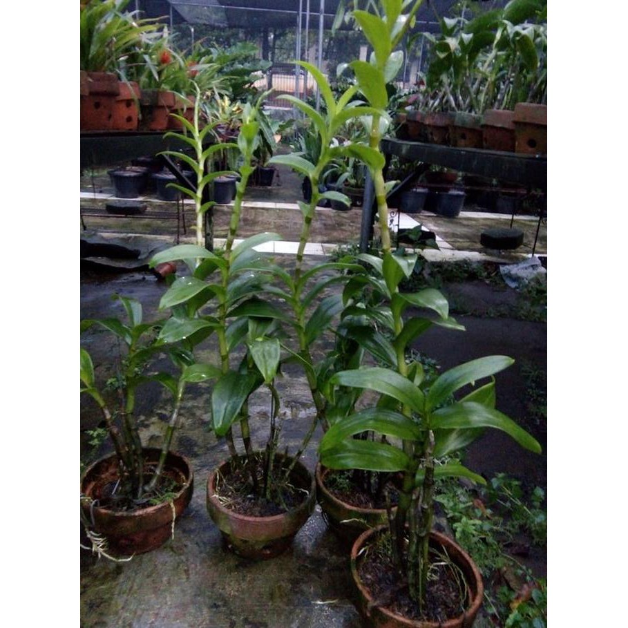 Jual Dendrobium Caesar Giant | Shopee Indonesia