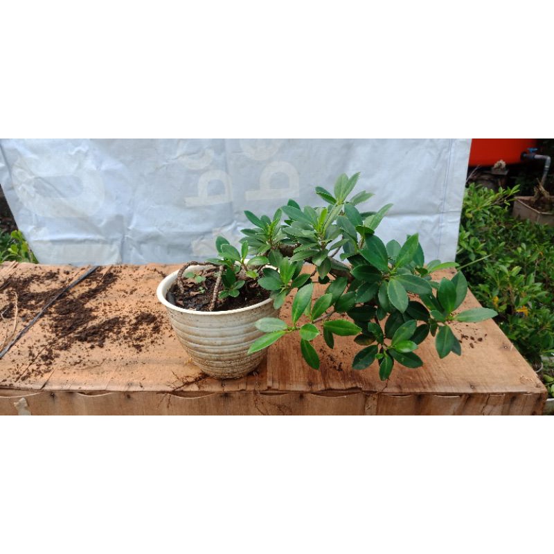 Jual BONSAI DOLAR KOREA GAYA POHON TUMBANG Shopee Indonesia