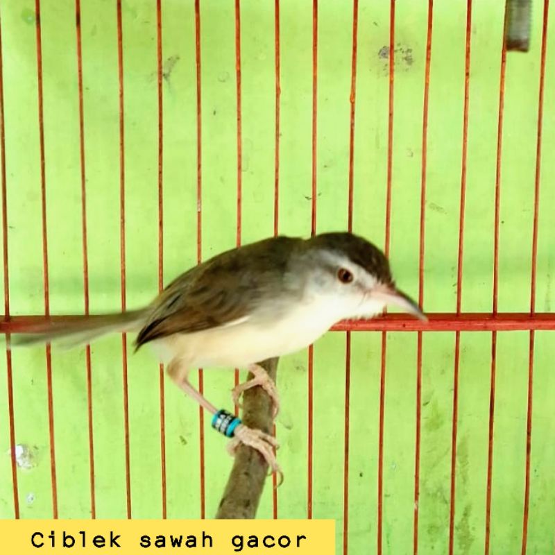 Jual Ciblek Gacor Terlengkap & Harga Terbaru Juni 2023 | Shopee Indonesia