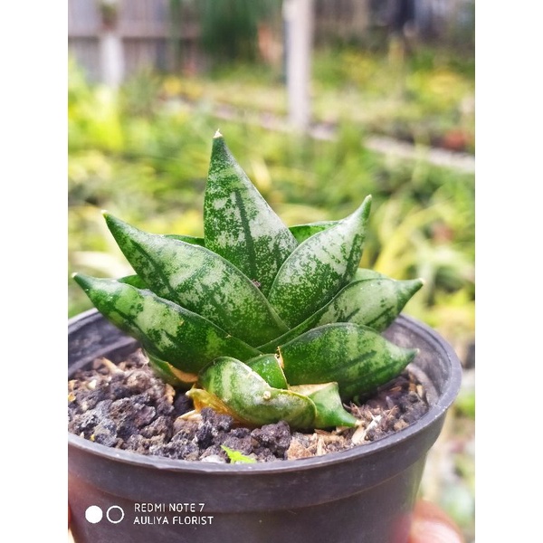 Jual Sansevieria boncel bonzii | Shopee Indonesia