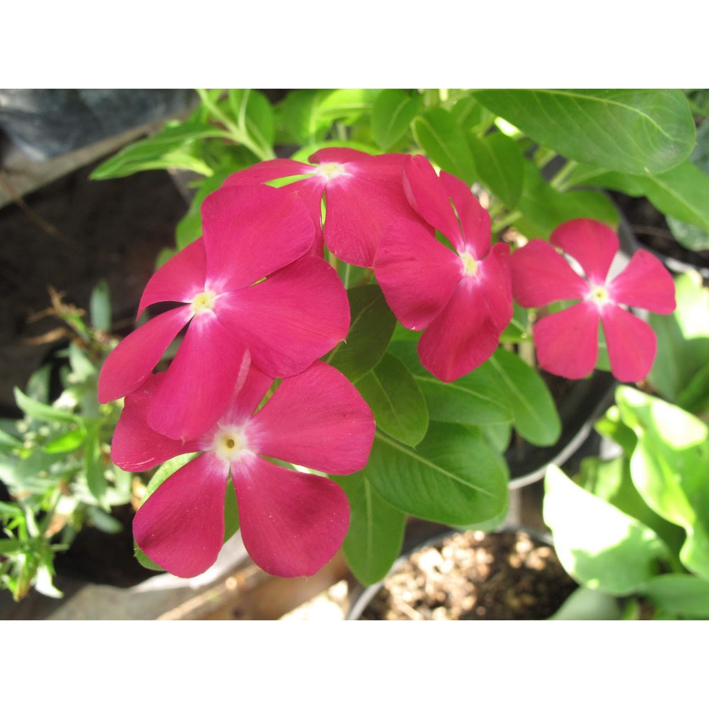 Jual Biji Bunga Vinca Rosy Red Tegak - Bibit Tanaman Pohon Bunga Vinca ...
