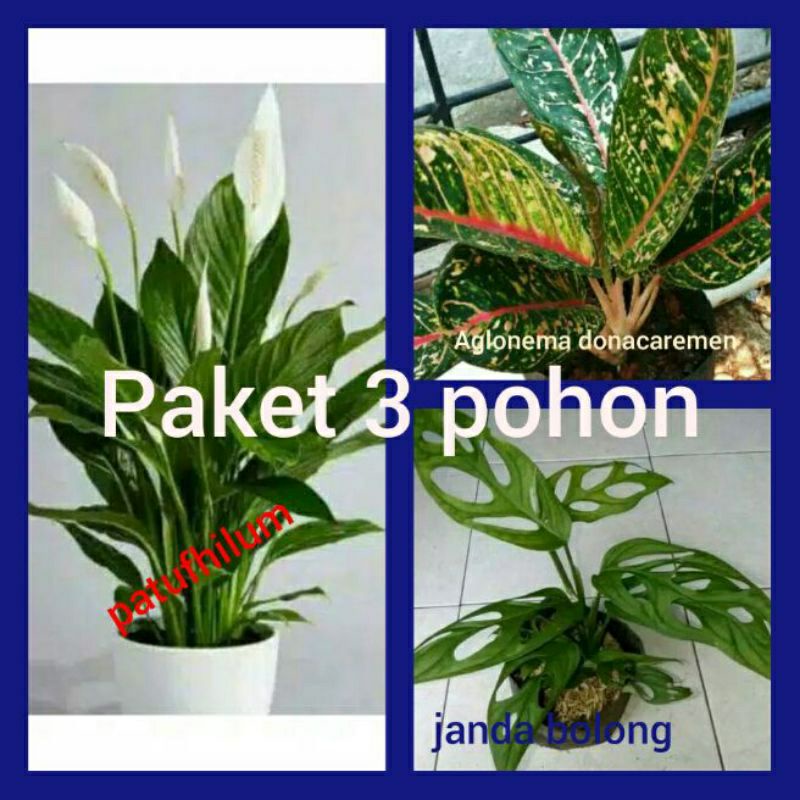 paket hemat isi 3 tanaman hias tanaman sepatu film tanaman aglonema donacarmen tanaman janda bolong