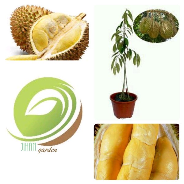 Jual Terlaris Bibit Tanaman Buah Durian Bawor Mas Kaki Tiga Pohon Durian Bawor Mas Kaki Asli