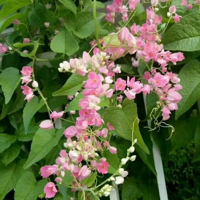 Jual Tanaman rambat air mata pengantin bunga pink | Shopee Indonesia