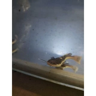 Jual Ikan RTC Terlengkap & Harga Terbaru Desember 2025 | Shopee Indonesia