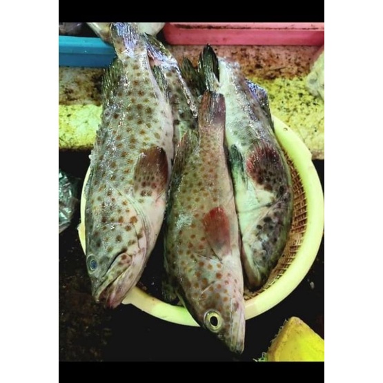Jual Ikan Kerapu Segar 1kg Shopee Indonesia