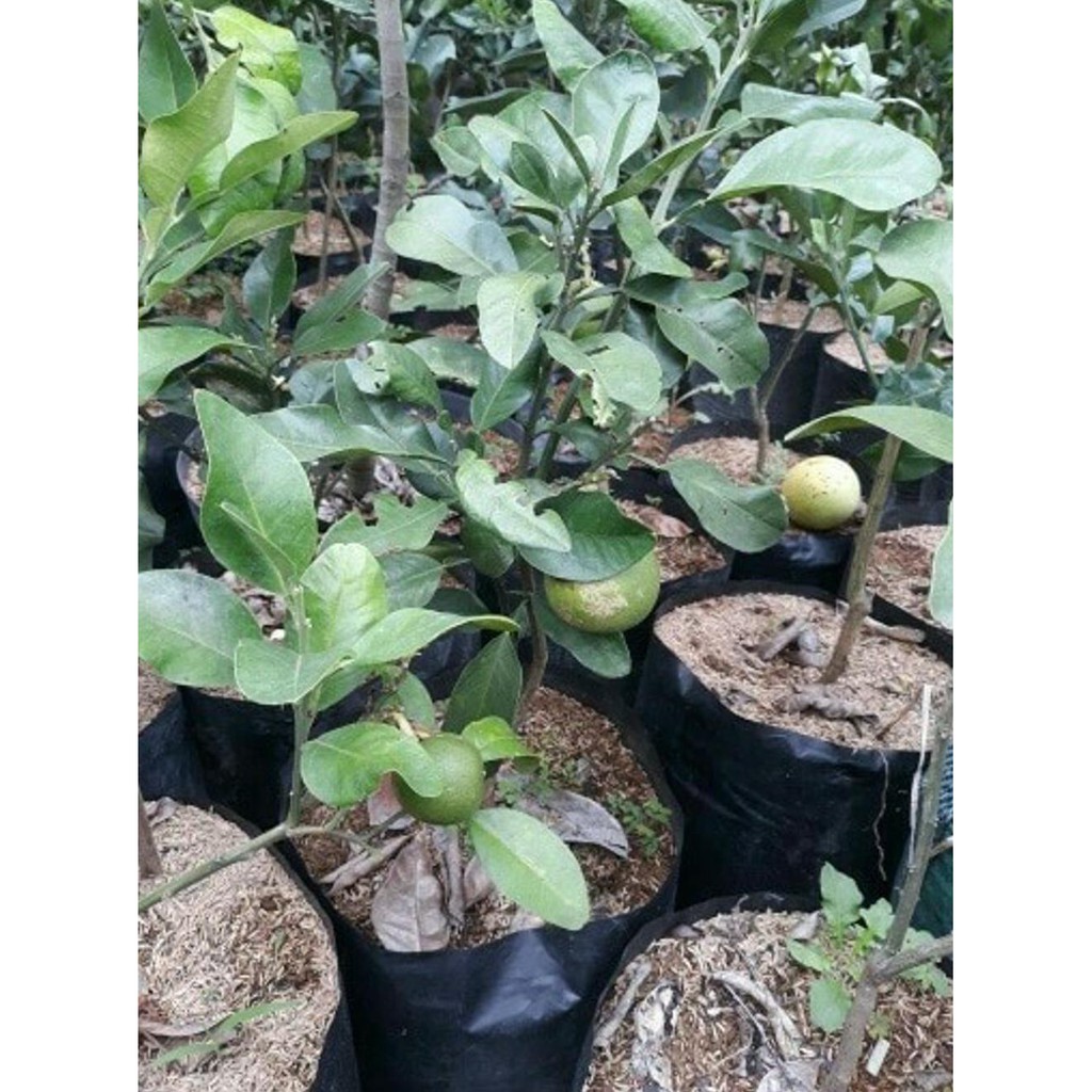 Jual DM+ JERUK PAMELO BALI BERBUAH @_$ | Shopee Indonesia