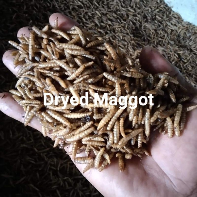 Jual Magot BSF Kering Dry Maggot Shopee Indonesia