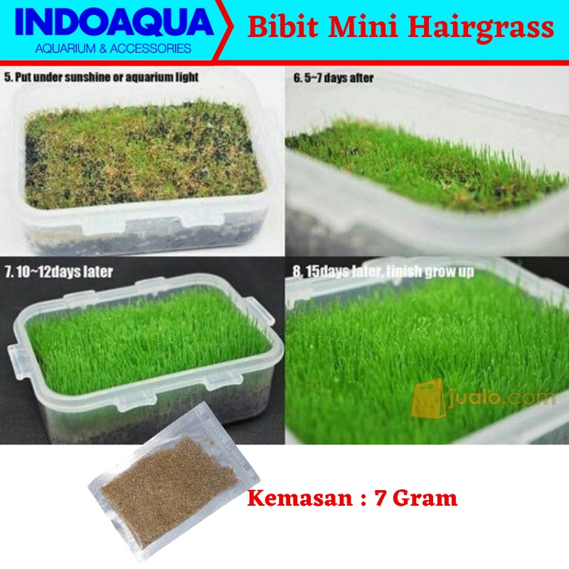 Jual INDOAQUA - Bibit Mini Hairgrass Tanaman Aquascape Bibit Hairgrass ...
