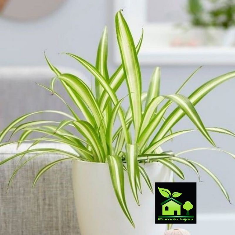 Jual Tanaman Hias Lili Paris Hawai Spider Plant Shopee Indonesia