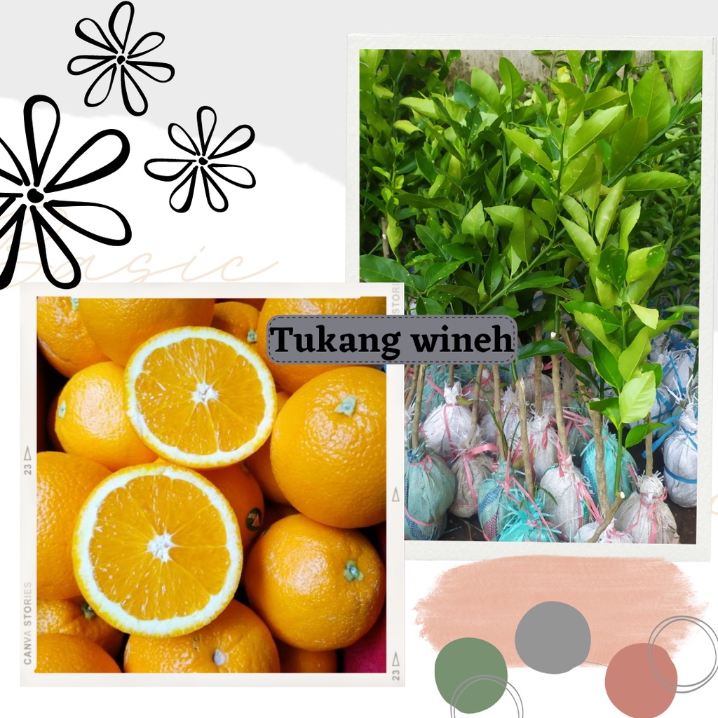 Jual Bibit Buah Jeruk Sunkist Navel Okulasi Murah Shopee Indonesia