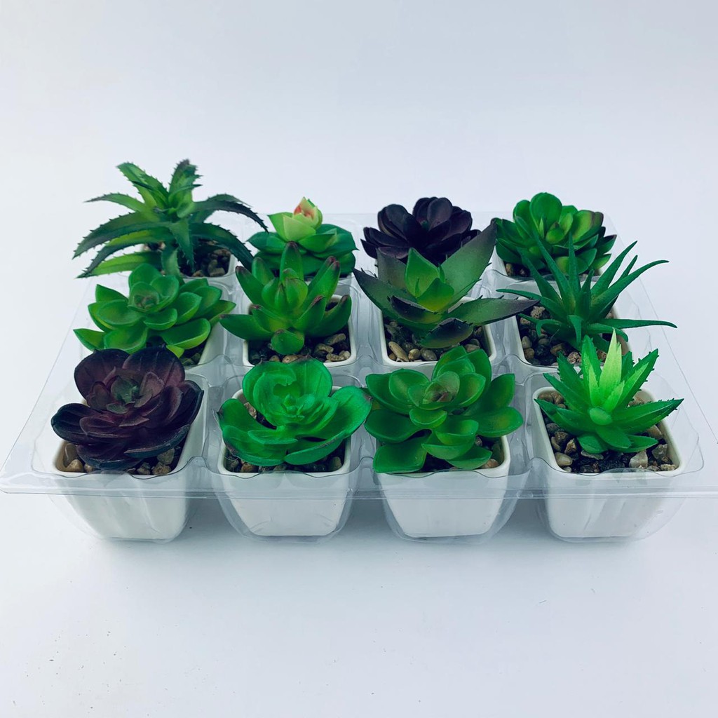 Jual Kaktus mini / Tanaman hias / Aneka macam kaktus / Tanaman plastik