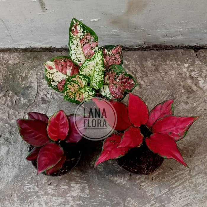 Jual Paket 3 Tanaman Hias Aglonema Red Maroon, 3 color, red anjamani ...