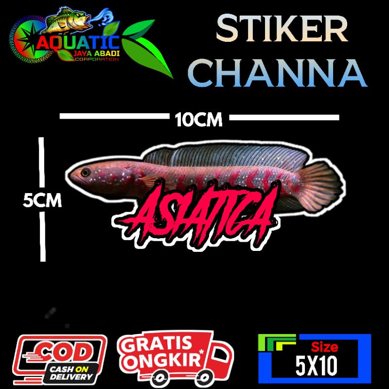 Jual Stiker Channa Asiatica Red | Shopee Indonesia