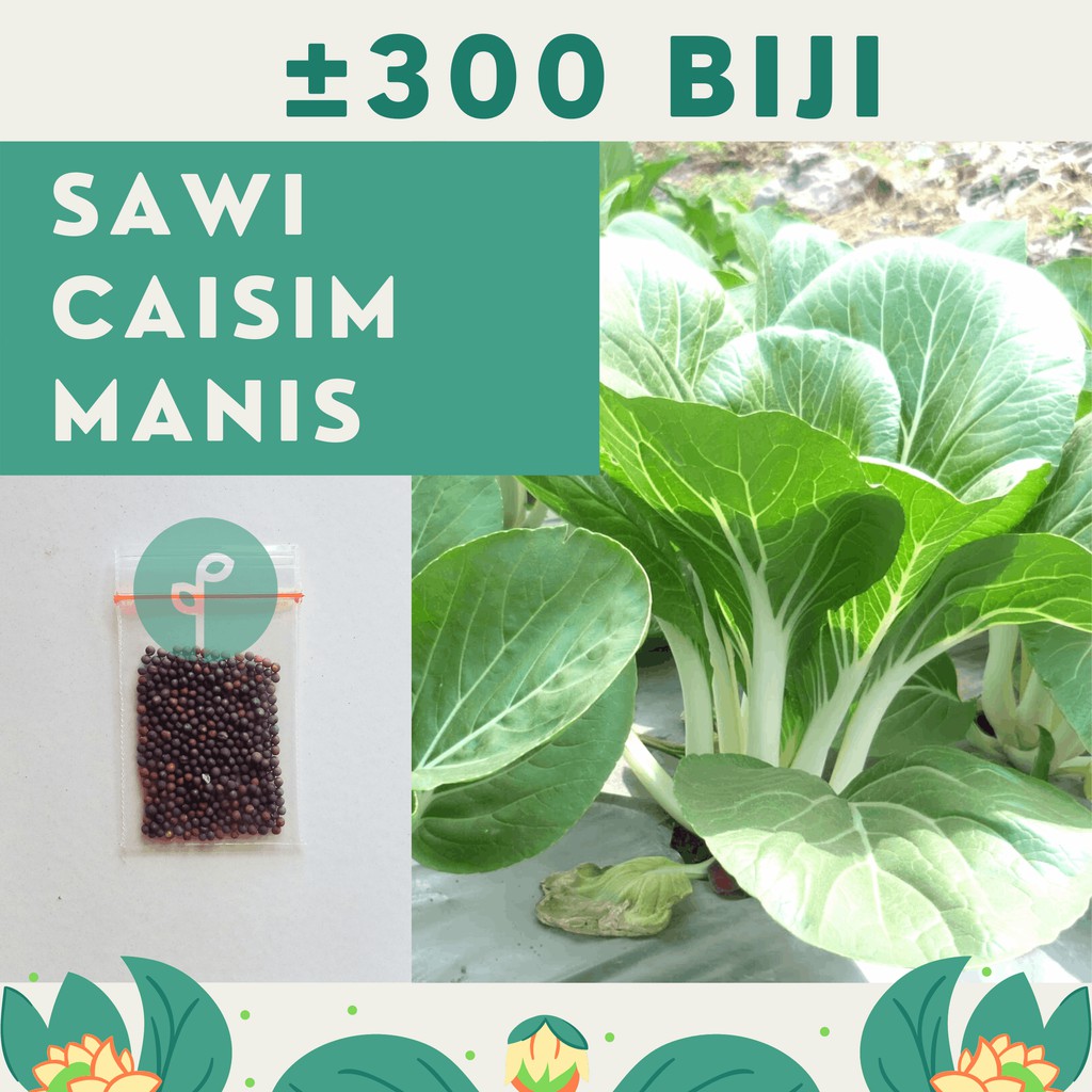 Jual 300 Benih Bibit Sawi Caisim Manis Dora Sayuran Unggul Benih