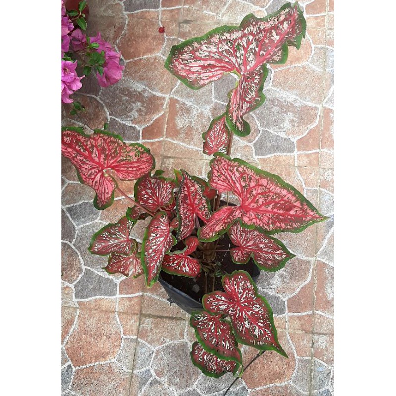 Jual caladium/keladi lance whorton dan infinity | Shopee Indonesia
