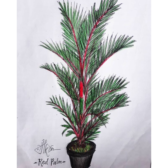 Jual TANAMAN PALEM MERAH SUDAH RUMPUN TINGGI 1-2 METER | Shopee Indonesia