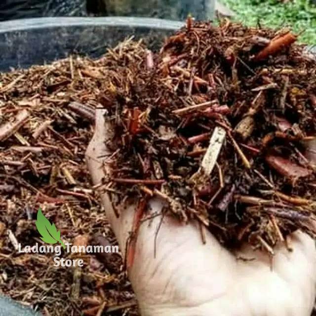 Jual Media tanam pot pupuk pakis andam - potongan akar pakis 250 gram ...