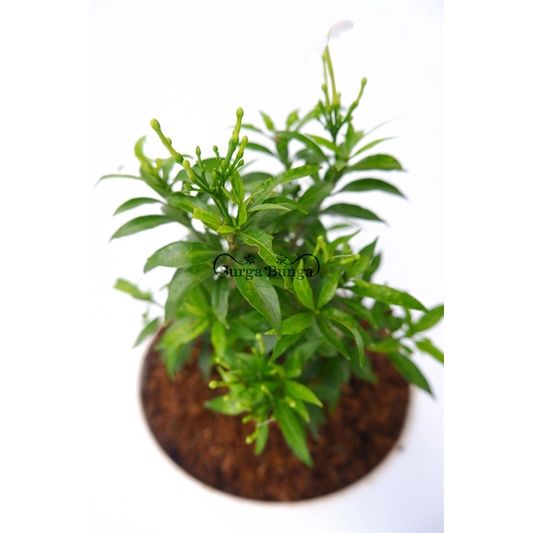 Jual Tanaman Bunga Melati Cina Rombusa (Tabernaemontana corymbosa ...