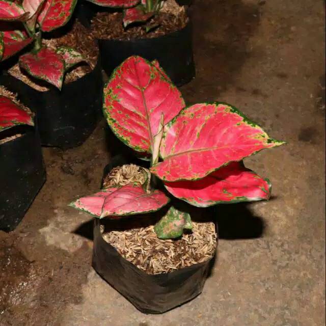 Jual Bibit Aglonema red anja | Shopee Indonesia