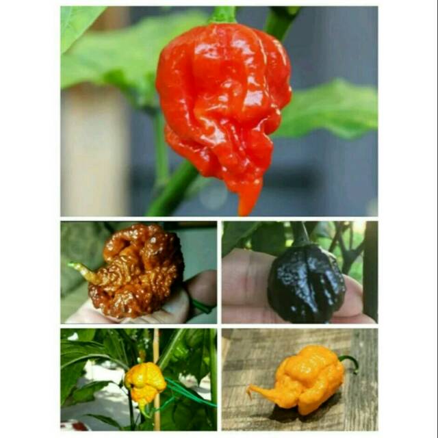 Jual Super Hemat Paket Benih Biji Bibit Jenis Varian Carolina Reaper Cabai Terpedas