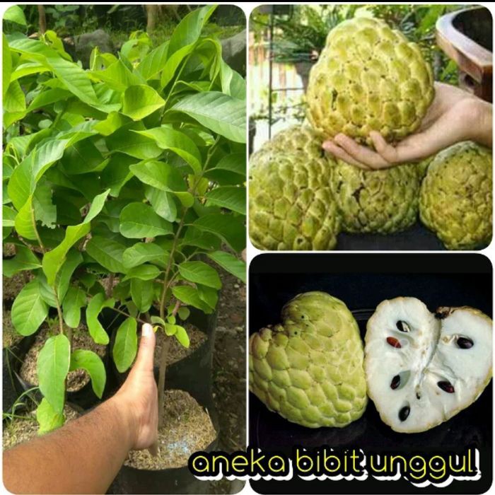 Bibit buah srikaya serikaya okulasi jumbo