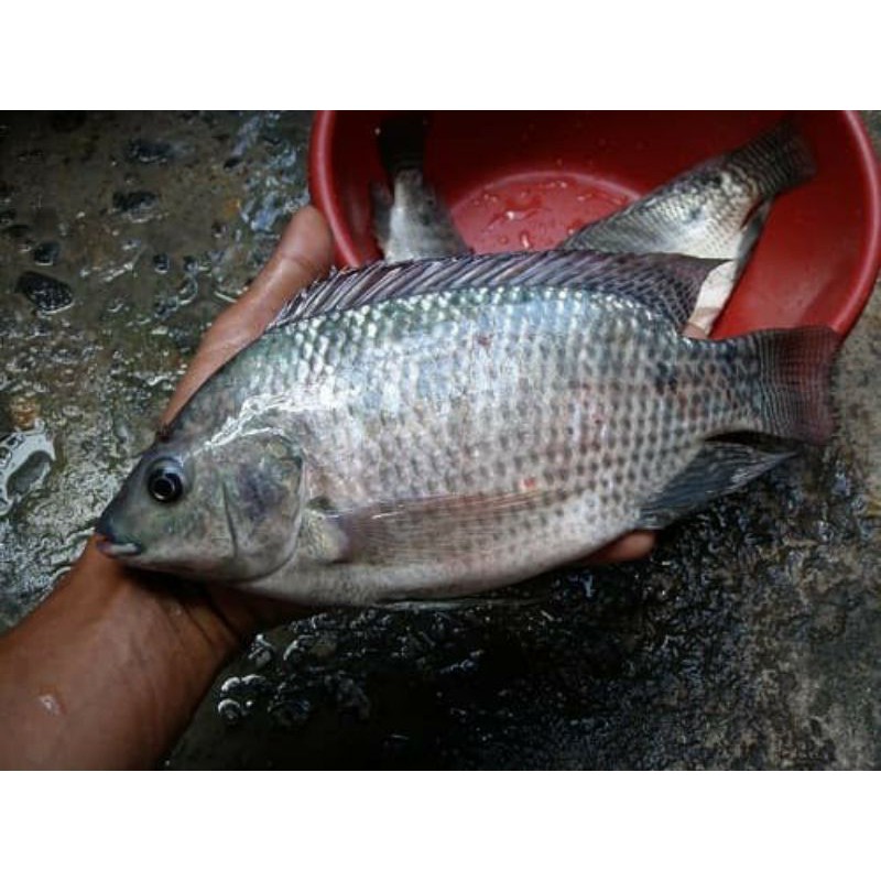Jual Ikan Nila Hitam Segar 1 KG isi 3/4 Ekor | Shopee Indonesia