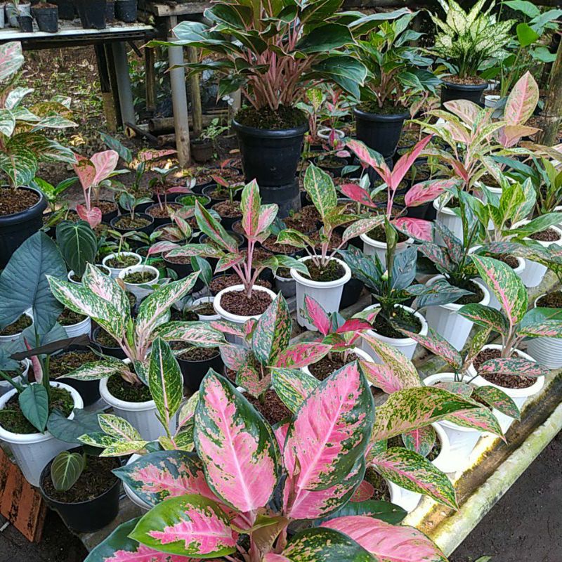 Jual TANAMAN MULAI 5 RIBU | Shopee Indonesia