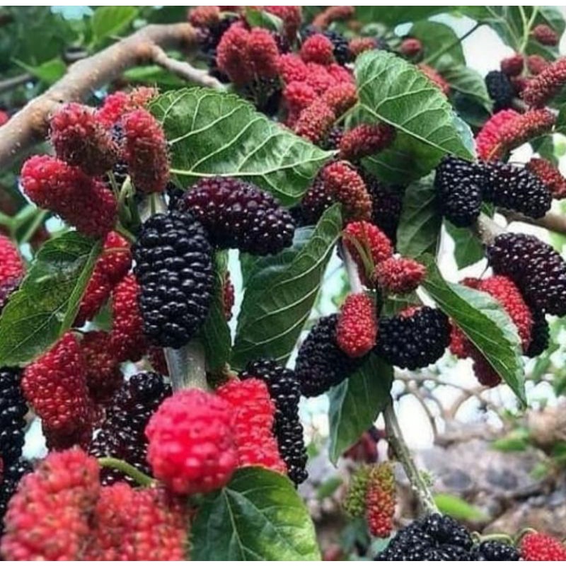 Bibit buah murbei manis / murbay